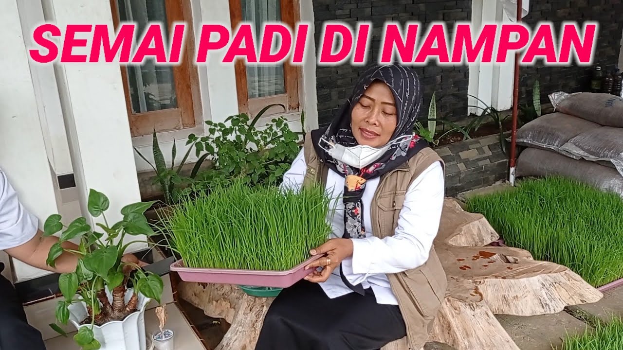 Persemaian Padi Modern di Nampan 