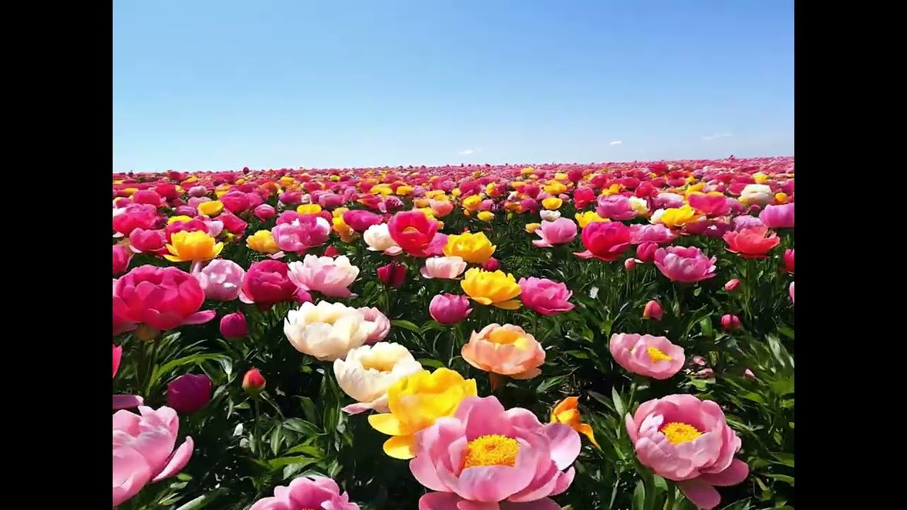 Peony Reverie