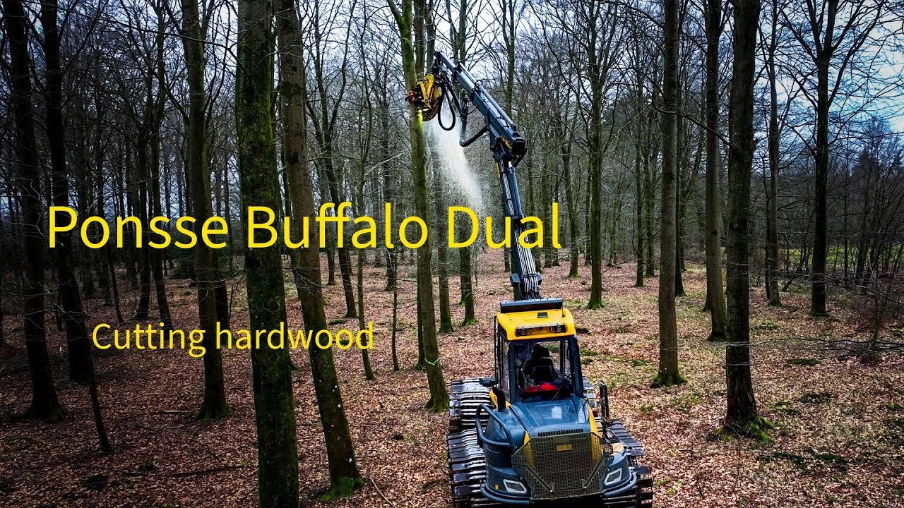 Ponsse Buffalo dual cutting hardwood