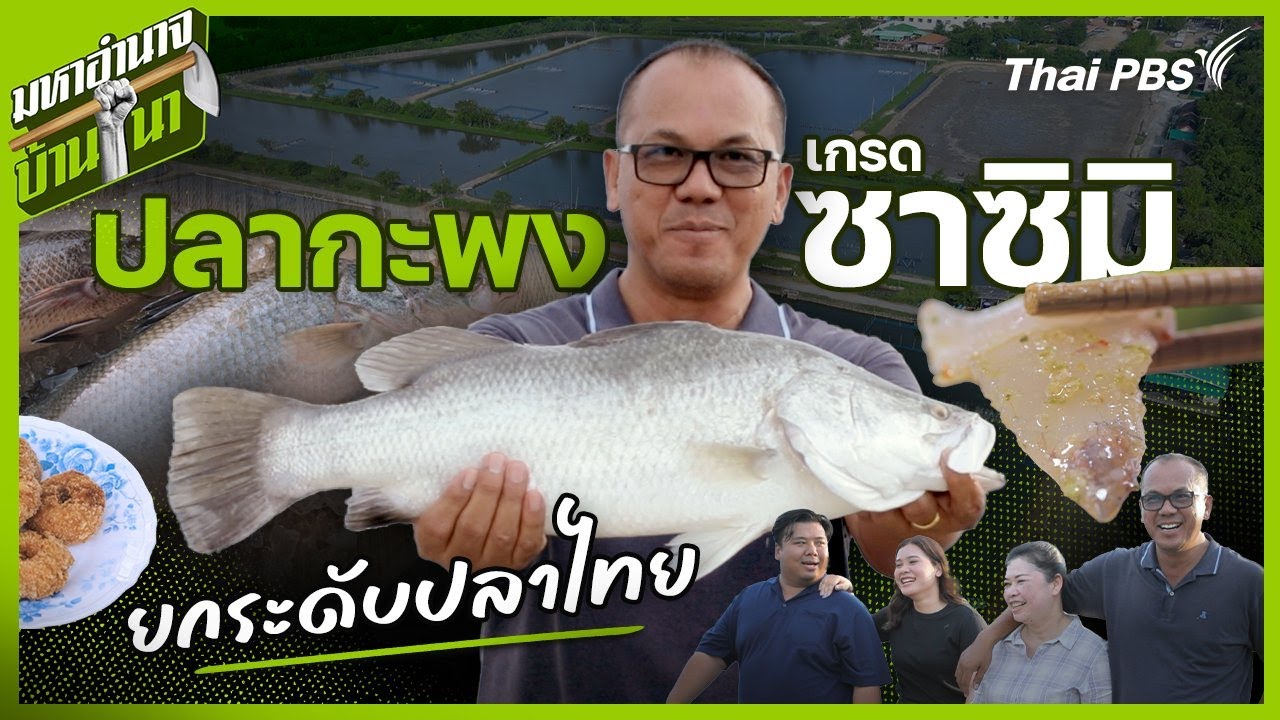 ปลากะพงเกรดซาชิมิ ยกระดับปลาไทย | มหาอำนาจบ้านนา