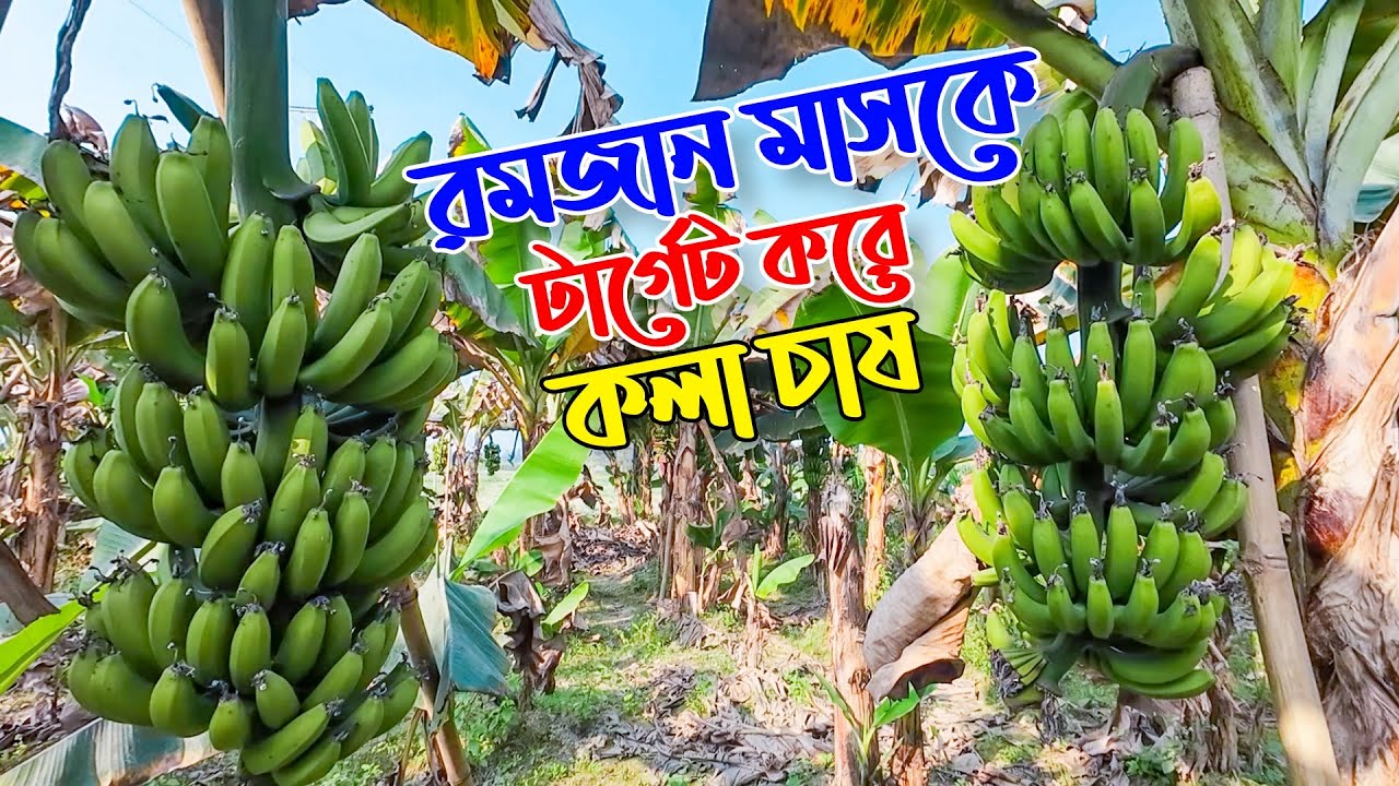 রমজান মাসকে টার্গেট করে কলা চাষে কৃষকের বাজিমাৎ । Banana Cultivation Method | a-z কলা চাষ পদ্ধতি