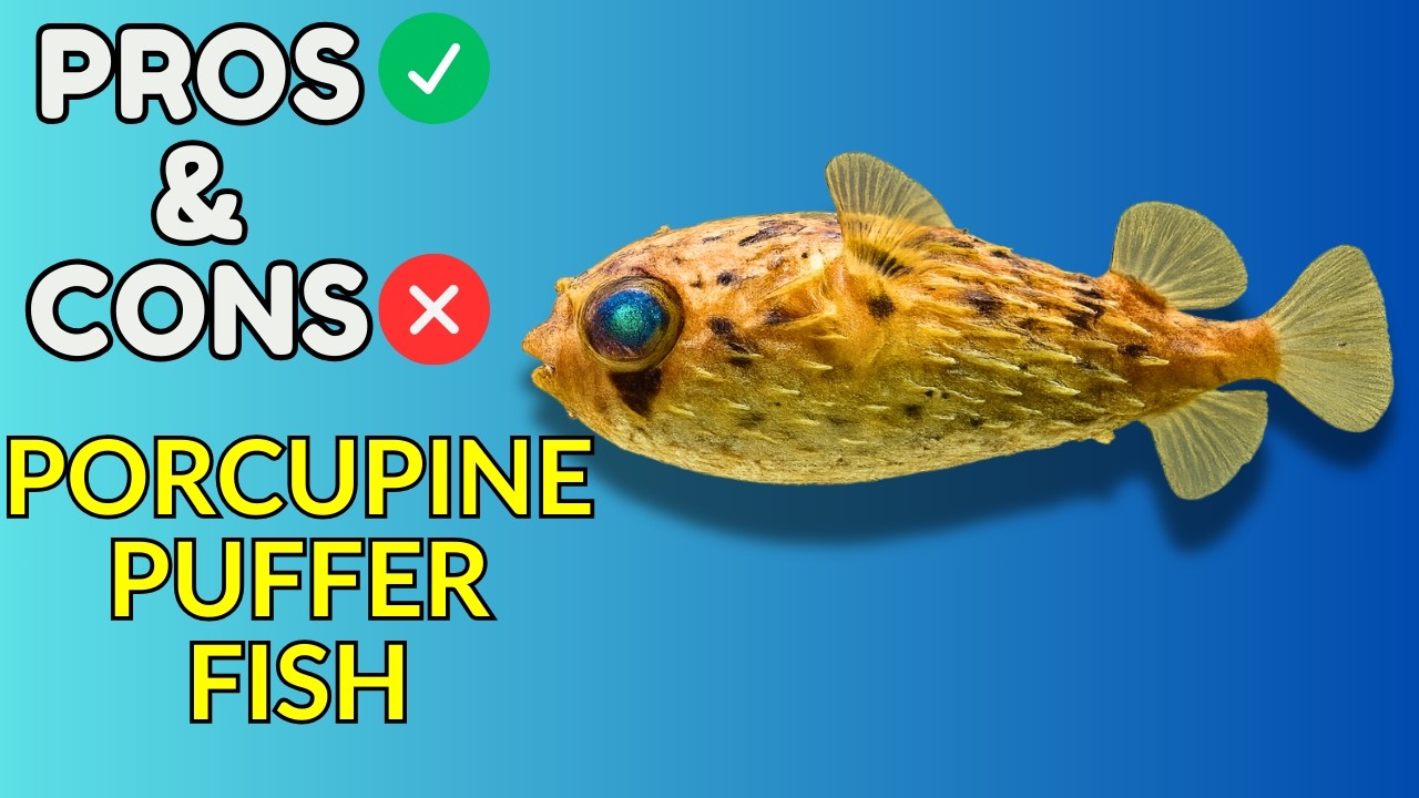 Porcupine Puffer Fish Pros and Cons | Is This Cute Giant Puffer Right for Your Tank?