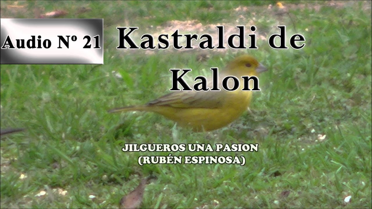 Jilgueros una pasion - CD Kastraldi de Kalon