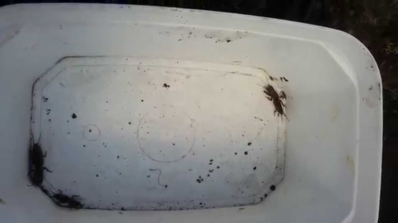 Turkuć podjadek - Mole cricket - Медведка - Gryllotalpa gryllotalpa