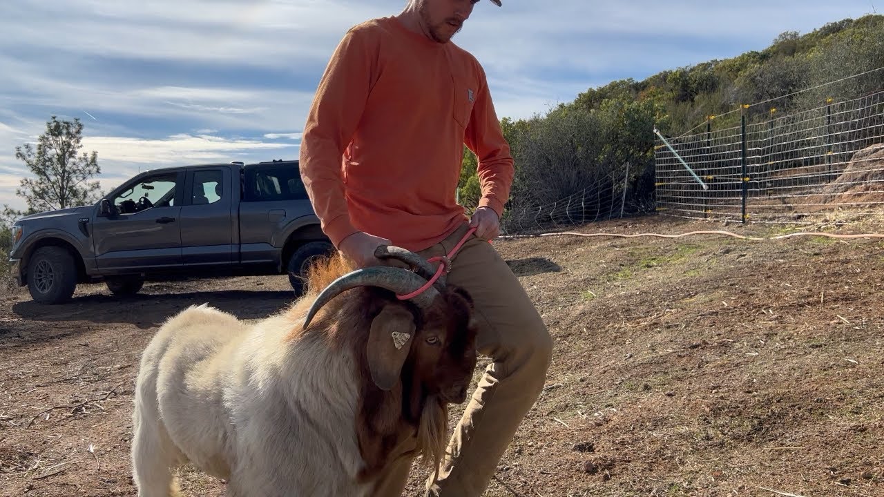 Buying a Goat Buck - Welcome Home Pete!