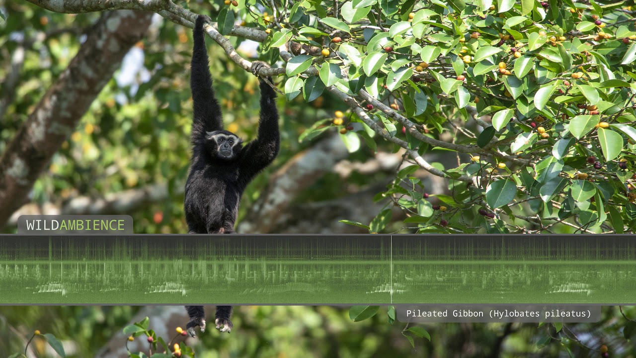 Pileated Gibbon singing - The sounds of gibbons calling in Khao Yai, Thailand