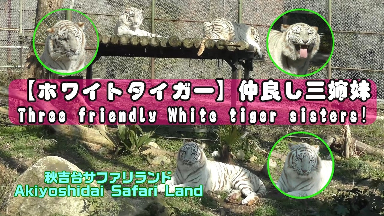 4K【ホワイトタイガー】仲良し三姉妹！「秋吉台サファリランド」 Three friendly White tiger sisters!