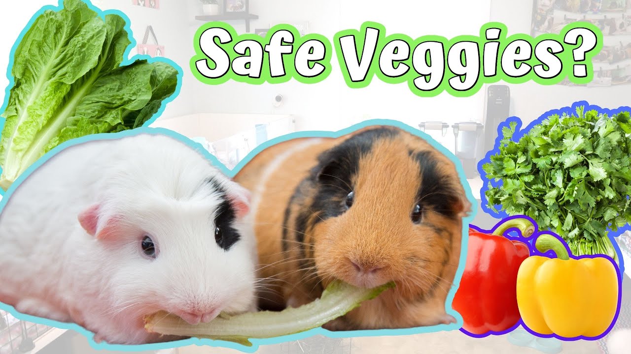 How to Feed Vegetables to Guinea Pigs (the right way!)
