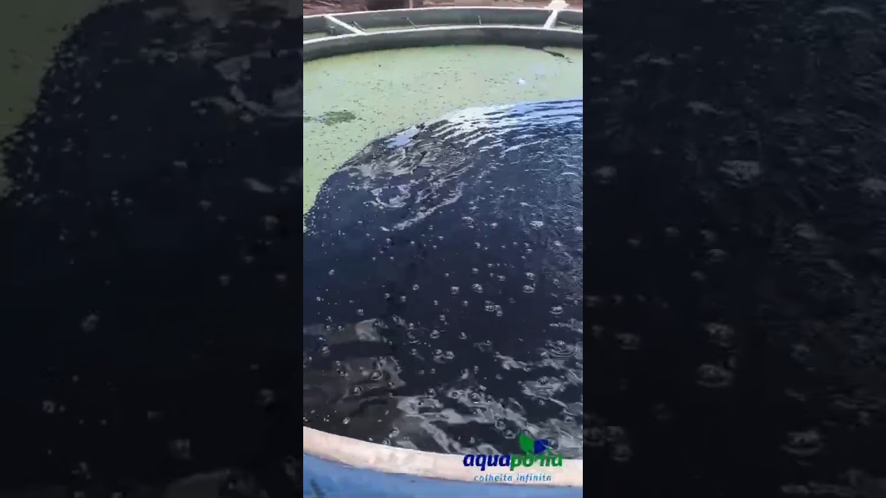 Lemna D'&aacute;gua- super nutritiva para os peixes 🐟 #horta #peixes #agriao #cebolinha #alface #coentro
