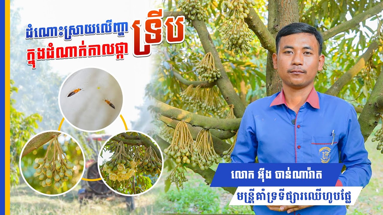 ដំណោះស្រាយលើបញ្ហាទ្រីប ក្នុងដំណាក់កាលផ្កា