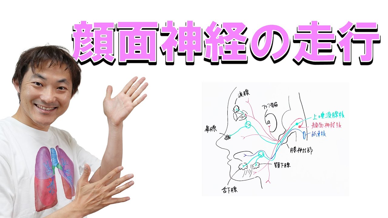 運動だけではない！顔面神経の走行（4つの分枝）：顔面神経(Part.2)