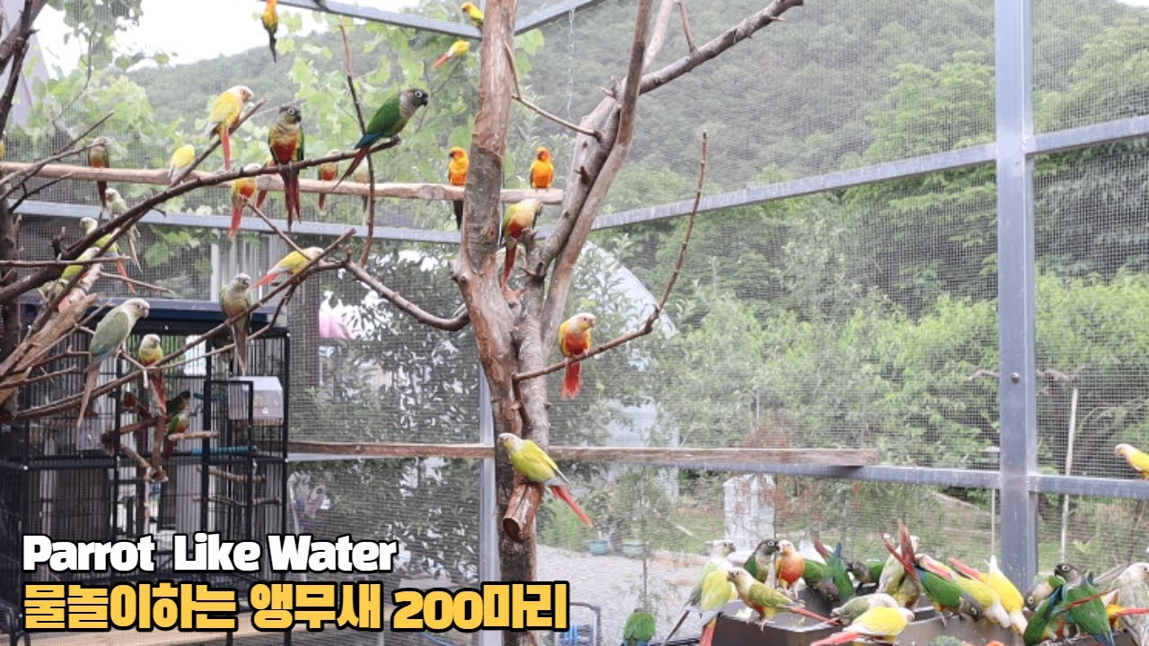 더운여름 물놀이하는 코뉴어들 #birds #parrot #conure