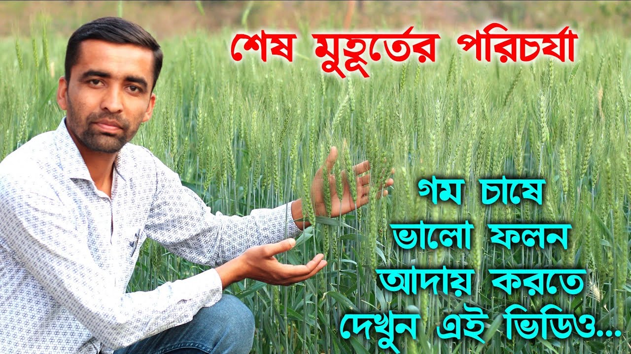 গম চাষের ফলন বাড়াবেন কিভাবে? গম চাষের বিভিন্ন রোগ ও তার প্রতিকার! #গম #wheat