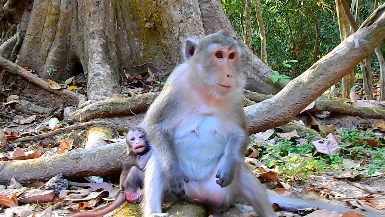 Strong Adult! What's Going On Cute Tiny Baby AMINA Face?? Look Very Scared | @IShowMonkeyTV
