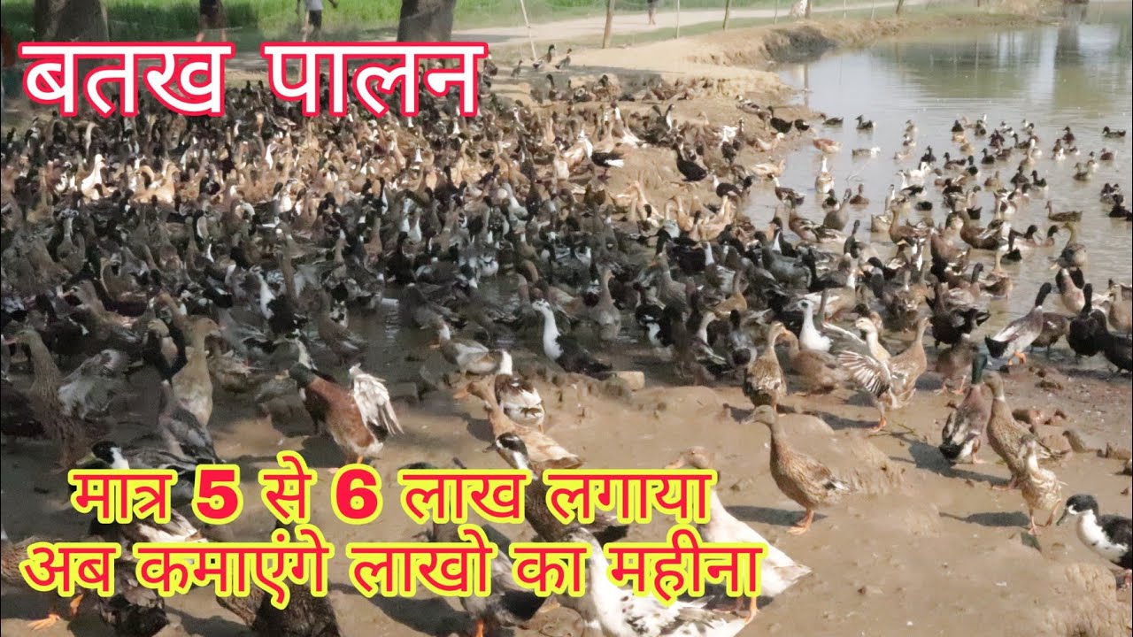 बतख पालन बिहार duck farming Bihar