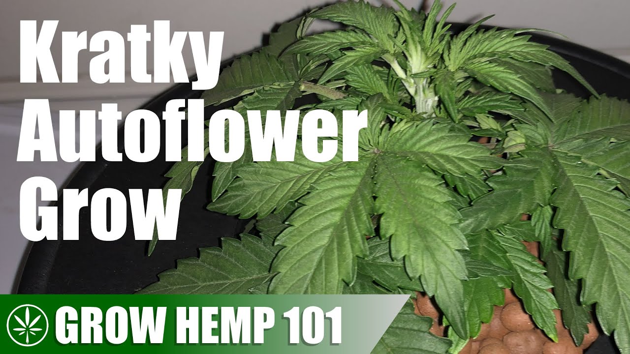 Kratky Autoflower Grow from Seed to Harvest