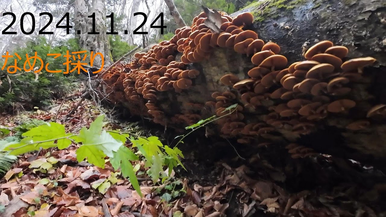 【キノコ狩り】たぶん今年最後のナメコ採りで大収穫🍄