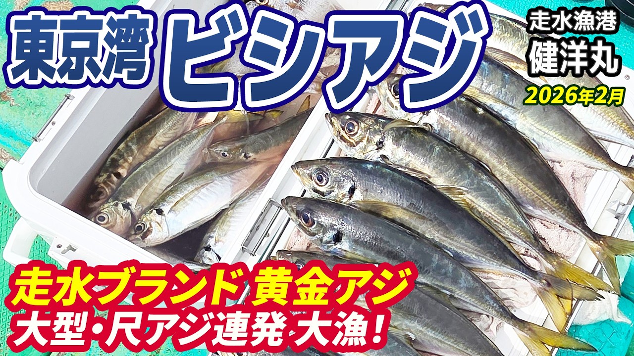 【東京湾ビシアジ】走水ブランド黄金アジ◆大型・尺超え連発◆ショートアジ船【走水 健洋丸】《4K動画》2026.2.22