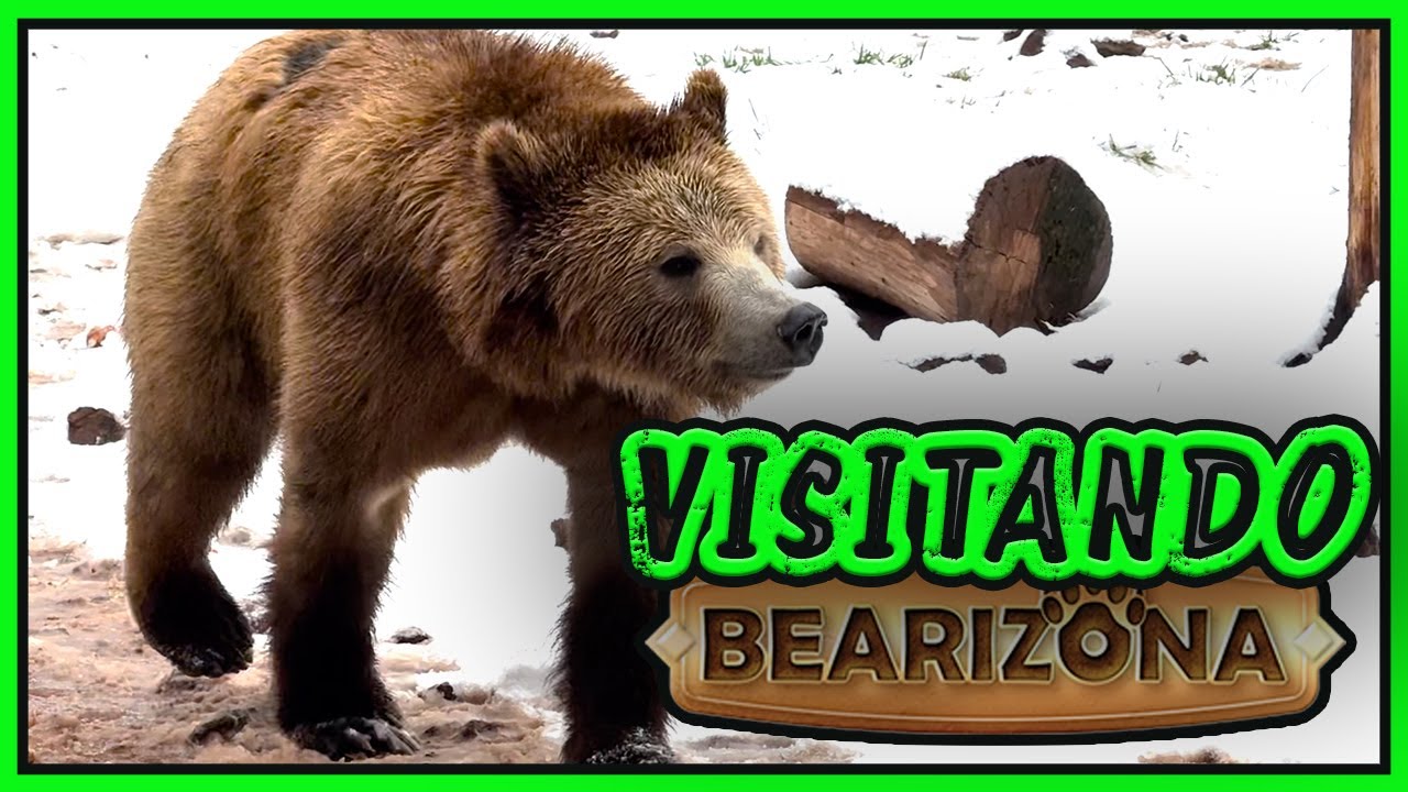 🐻❄️ Visitamos BEARIZONA en la NIEVE | Zoológico Salvaje en Williams, Arizona