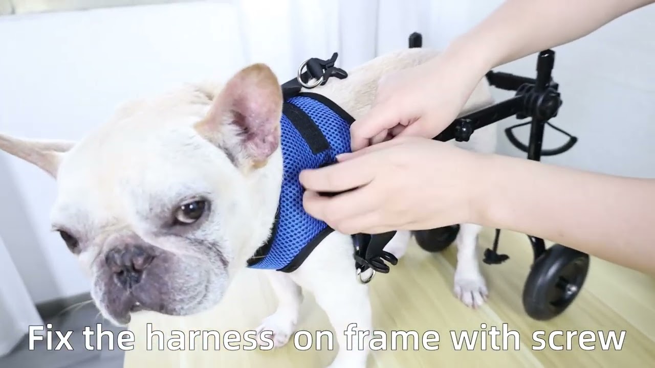 Silla de Ruedas para Perros