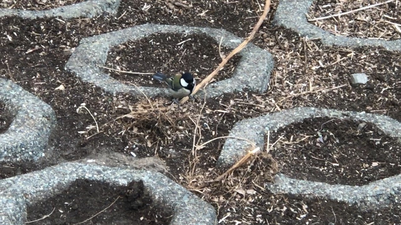 (Very CLOSE) Japanese #Tit 24th January 2026 at around 14:18 #シジュウカラ