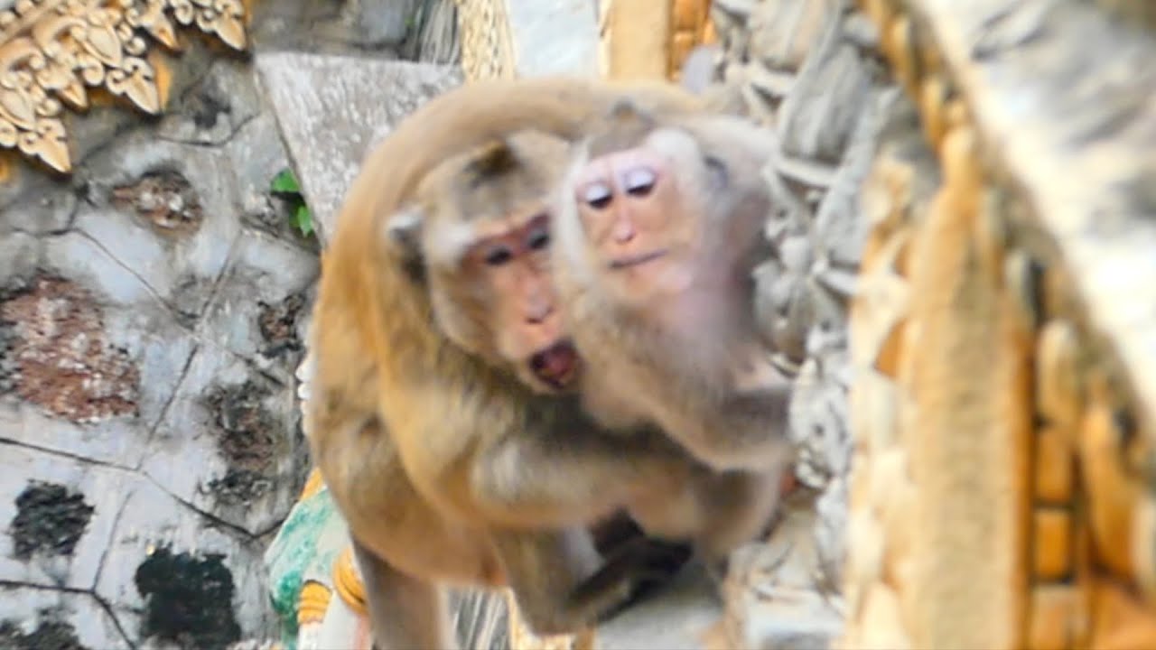 Mother Monkey RANY vs Monkey Menda Mama monkey RANA and Papa Vaky protect Monkey Menda