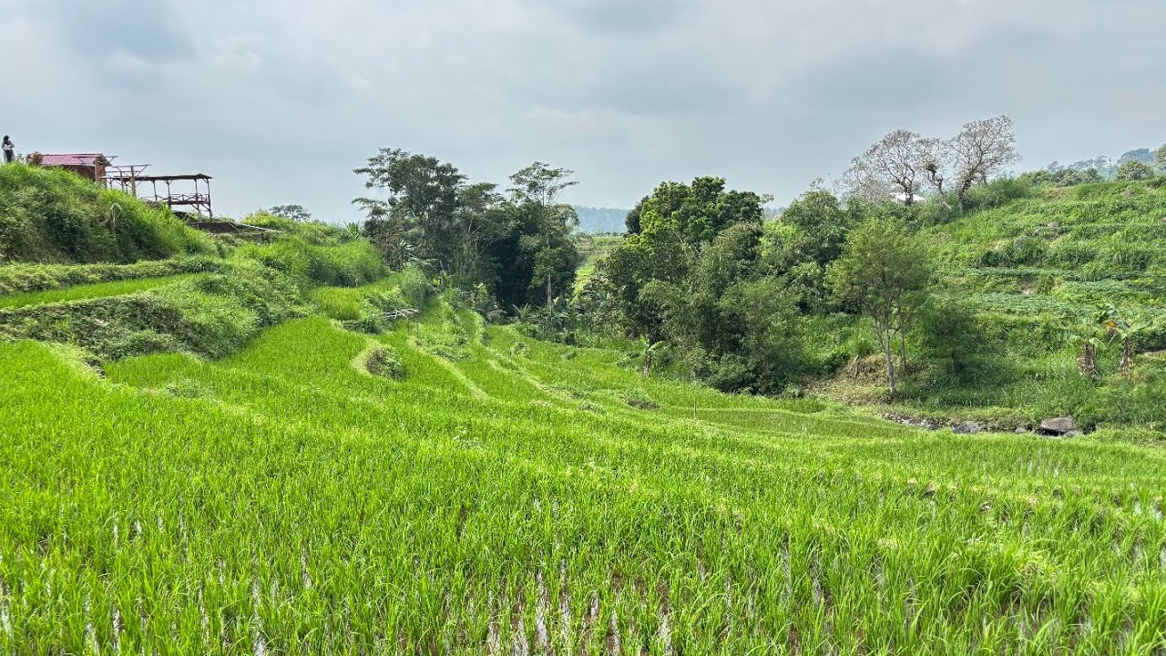 Keindahan TITIK NOL TRAWAS, pesona sawah yang dikelilingi oleh gunung...