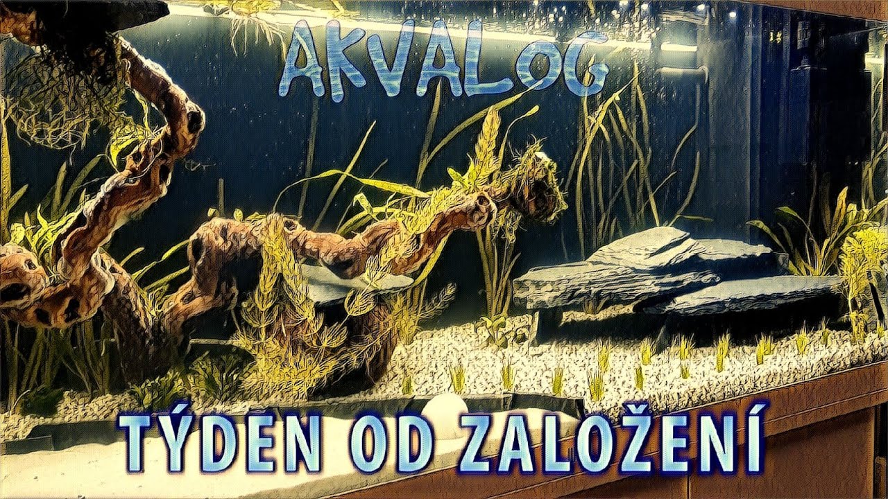 AKVALOG -  týden od založení akvária