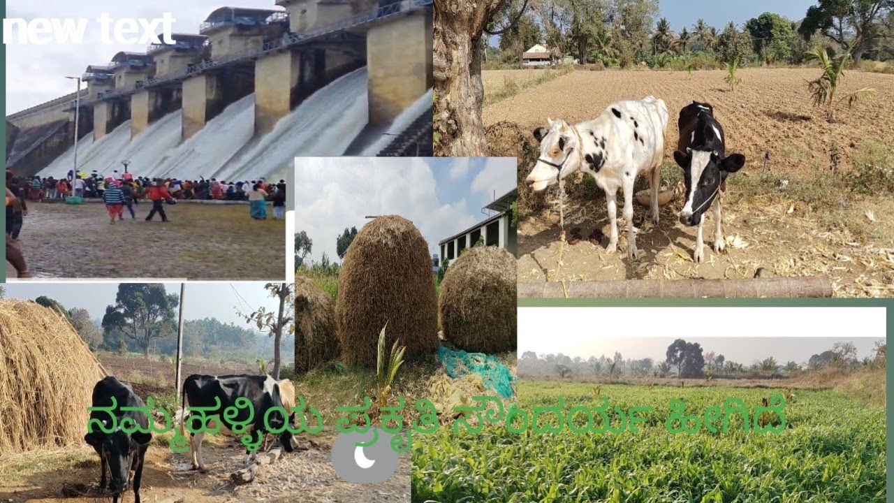 ನಮ್ಮ ಹಳ್ಳಿ ಹೀಗಿದೆ ನೋಡಿ#🏡💚🐄🐂🐓🥭