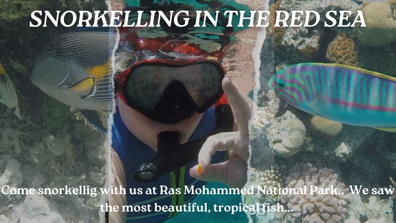 SNORKELLING IN THE RED SEA...