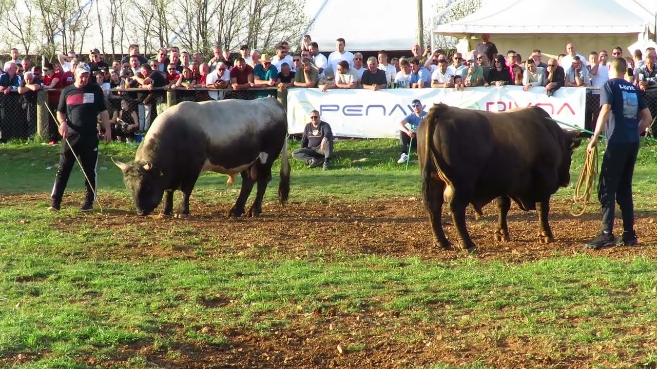 Medonja od Vukića vs Srpeša od Ivan Baća Dicmo 2024