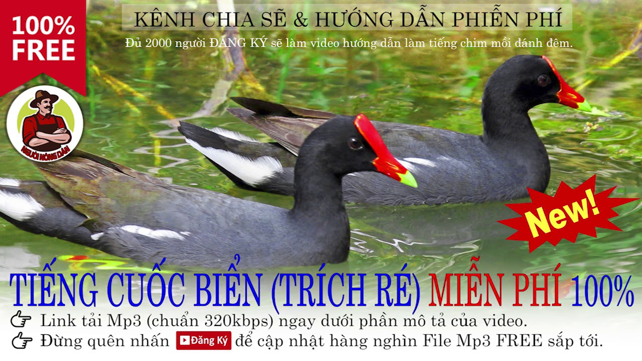 Videos #3  : Tiếng Quốc Biển, Quốc Bơi, Quốc Bèo, Trích Ré MỚI NHẤT & MIỄN PHÍ 2018