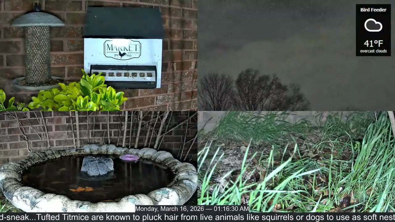 LIVE Bird Feeder Cam | Flock Around the Clock 🐦 | 3/16/2026
