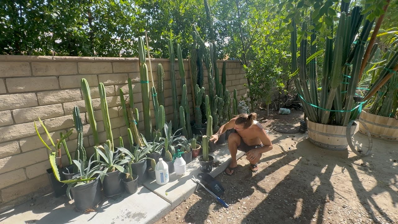 Free San Pedro Cactus, How to Clone San Pedro Cactus for Free