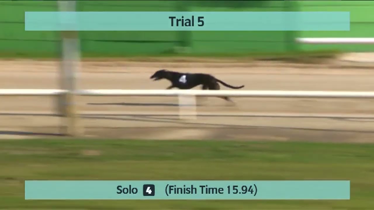 Monmore Greyhounds Trials on 24th February 2026