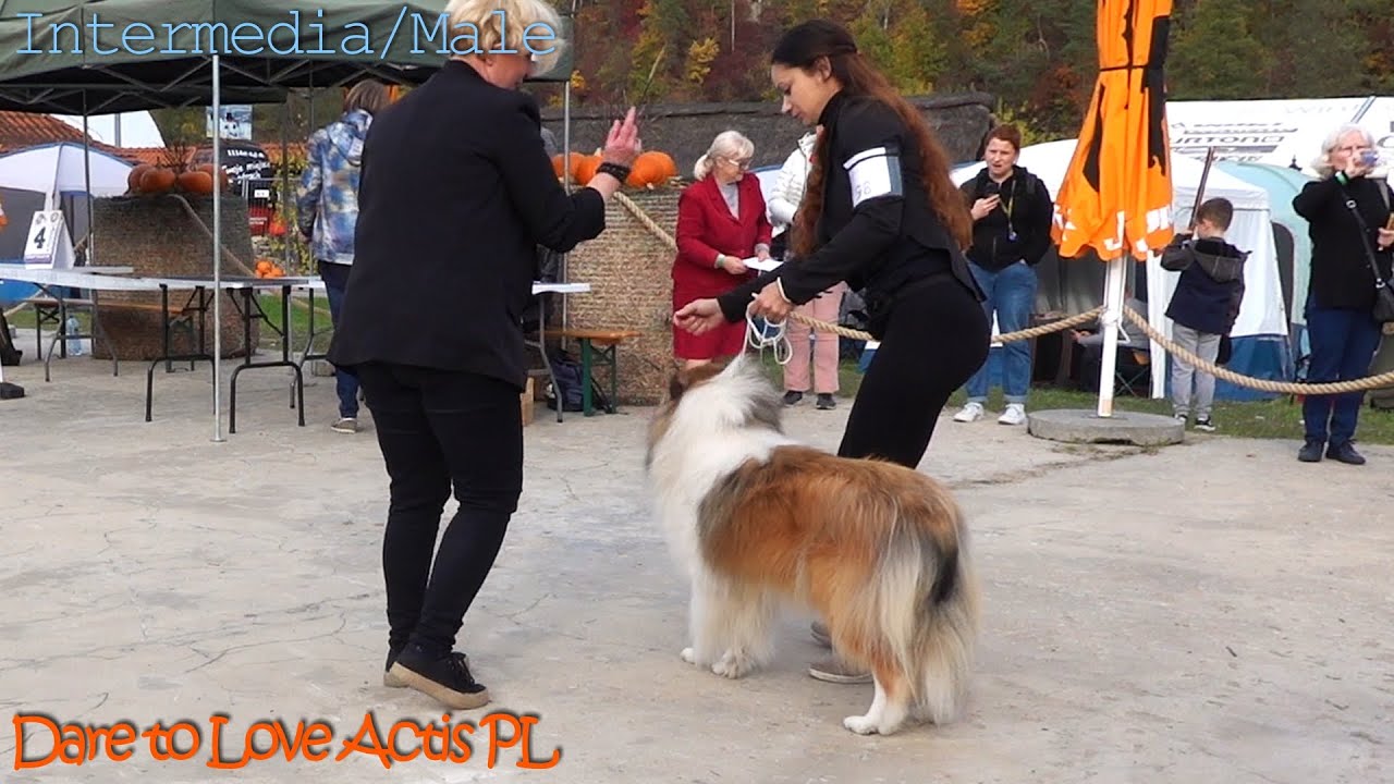 COLLIE Owczarki Szkockie wystawa Radom Bałtów CAC 16.10.2022