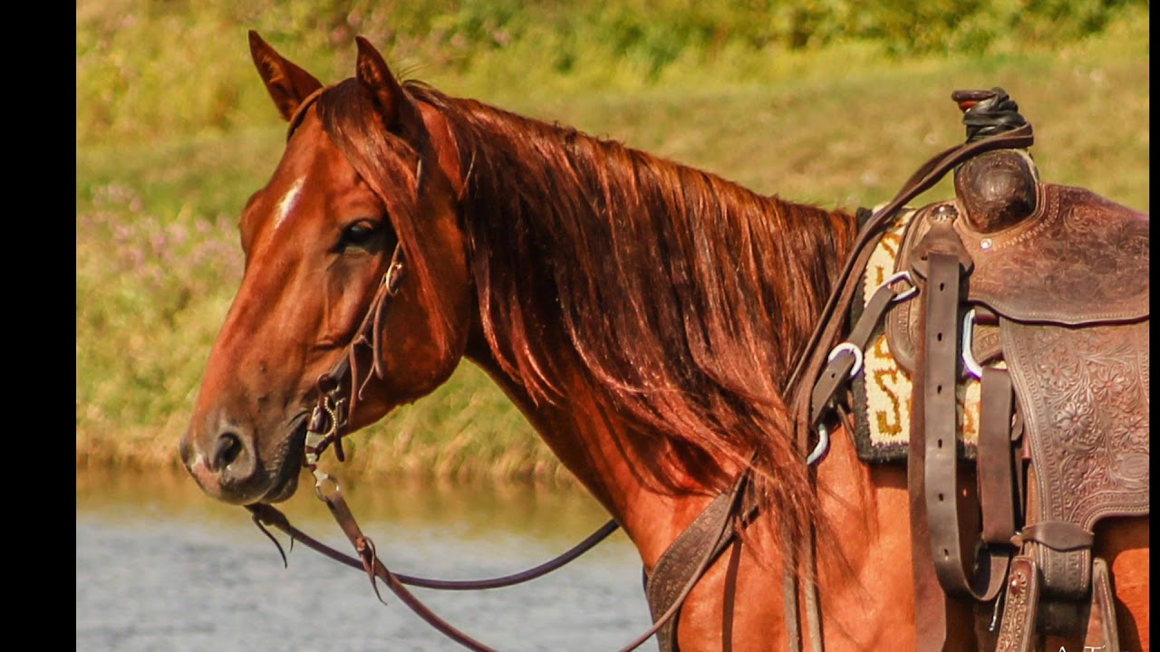 Tien Performance Horse Marketing New Years Wish