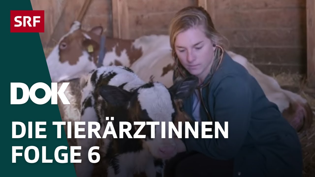 Junge Tierärztinnen und ihr Knochenjob – Erste Schritte im Berufsleben | Folge 6 | Doku | SRF Dok