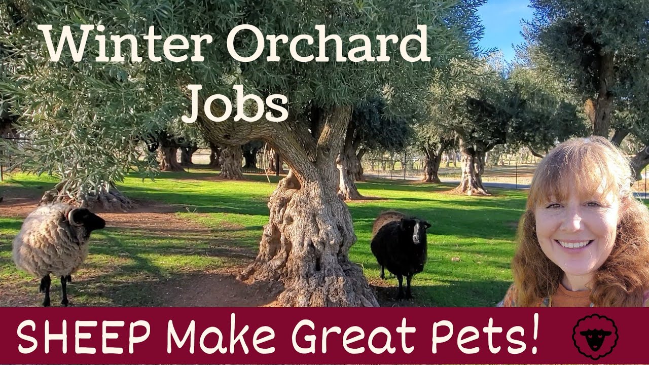 WINTER Orchard Jobs - Should I REMOVE Apple LEAVES?