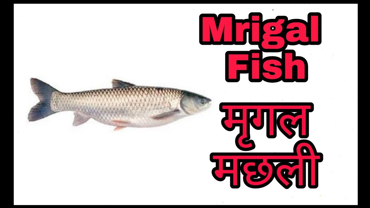 INFORMATION ABOUT MRIGAL FISH (मृगल मछली के बारे में जानकारी) IN HINDI
