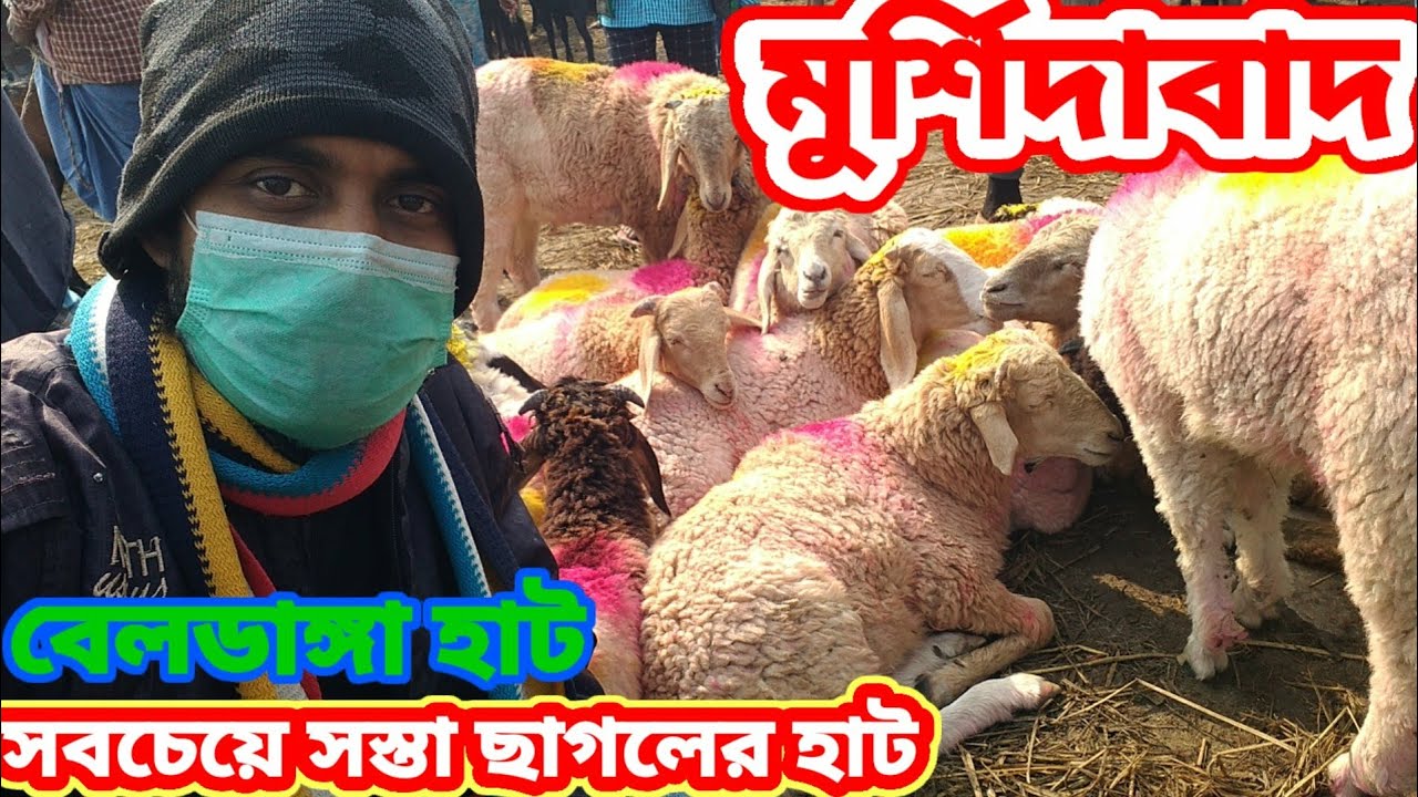 মুর্শিদাবাদ বেলডাঙ্গা হাট | সবচেয়ে সস্তা ছাগলের হাট | পশ্চিমবঙ্গের সব থেকে বড় সস্তা ছাগলের হাট