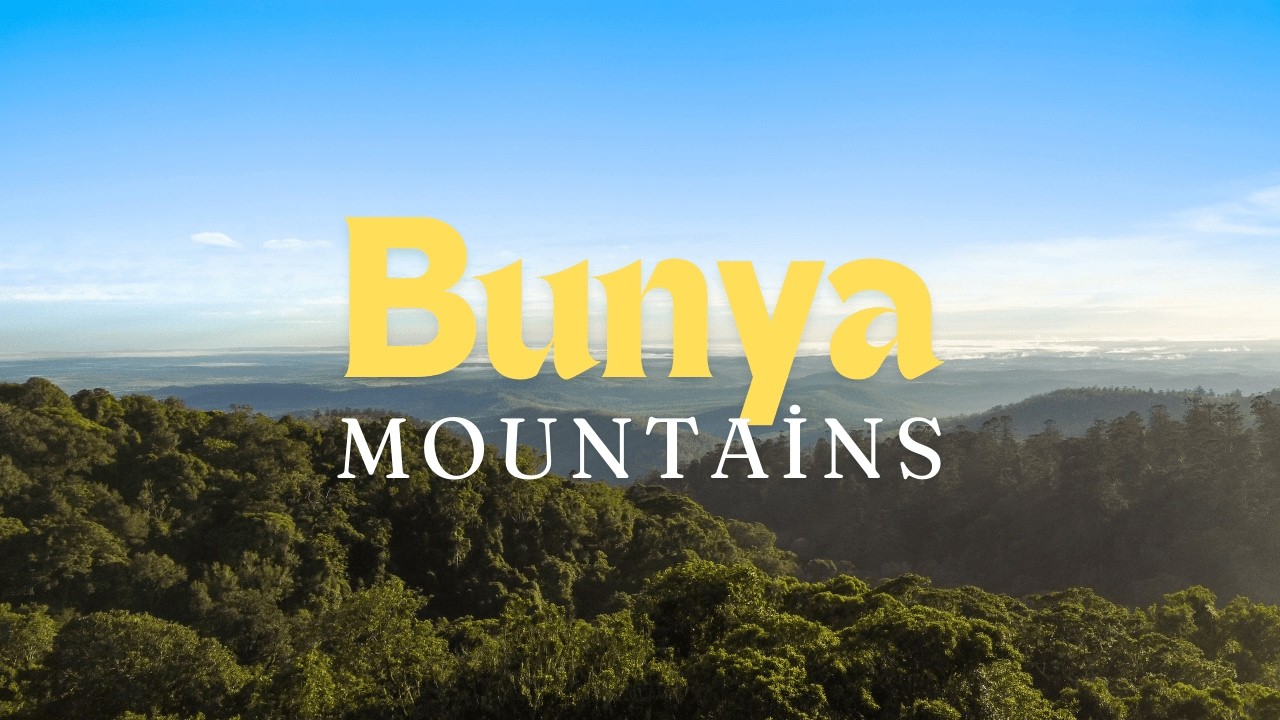 Burtons Well Camping: Bunya Mountains Hiking | Birdwatching in 4K