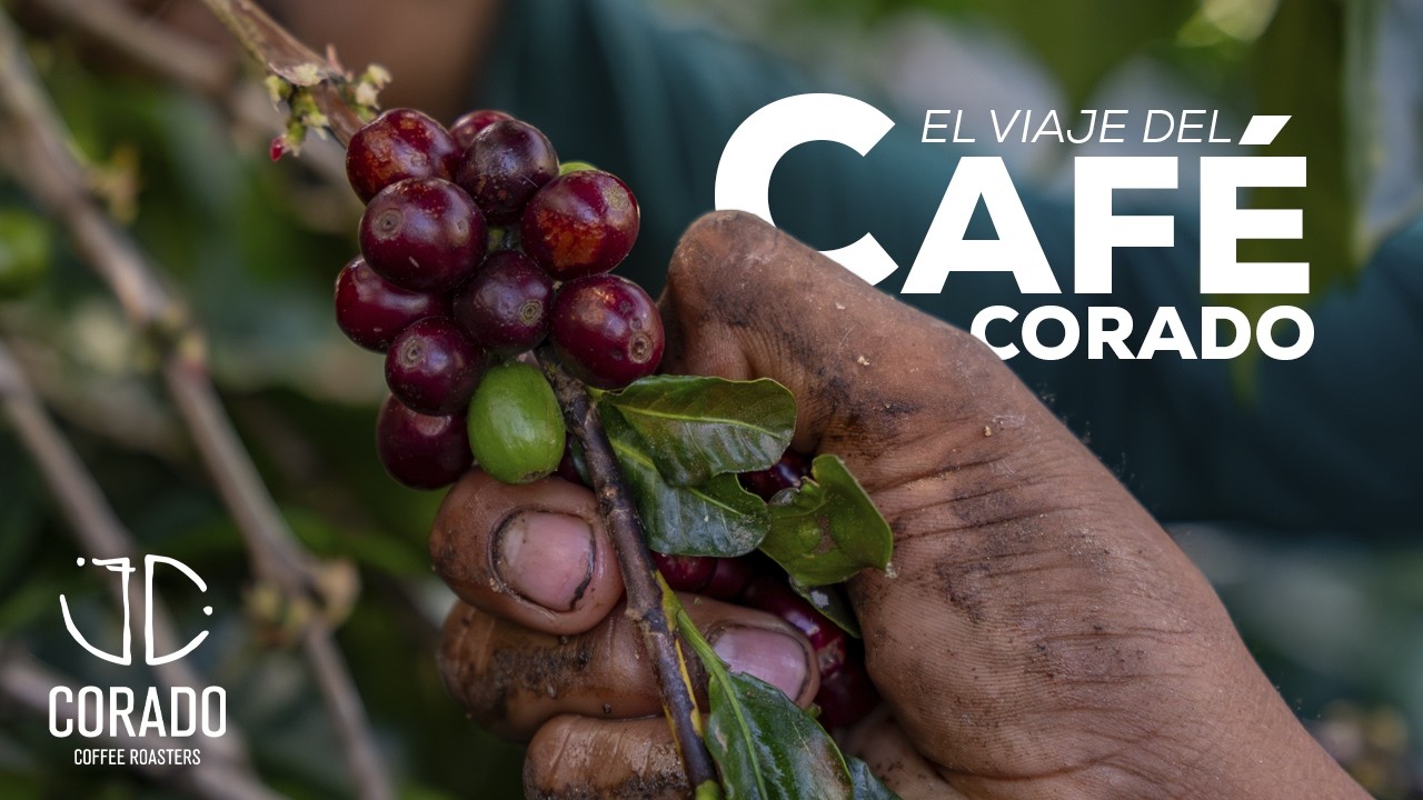 El Viaje del Café Corado - Video Documental Corporativo