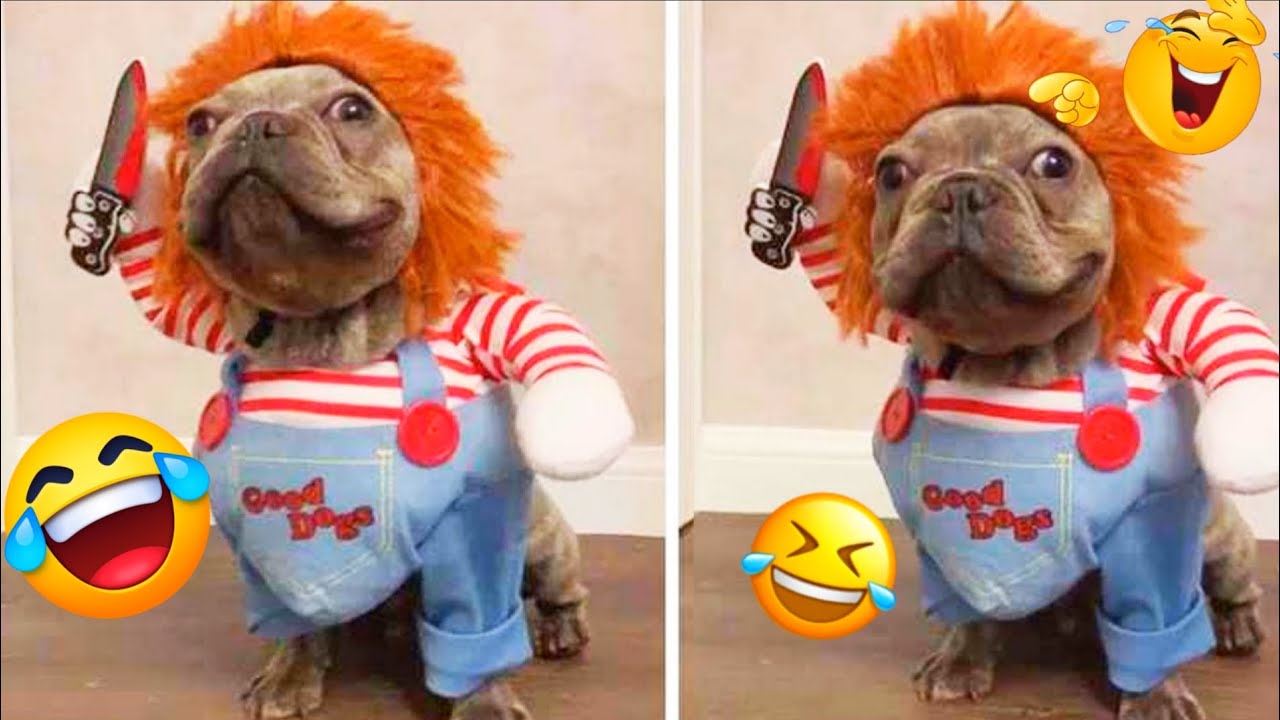 My Dog's Outfits Are SO CUTE It's ILLEGAL! (You WON'T Believe #7)