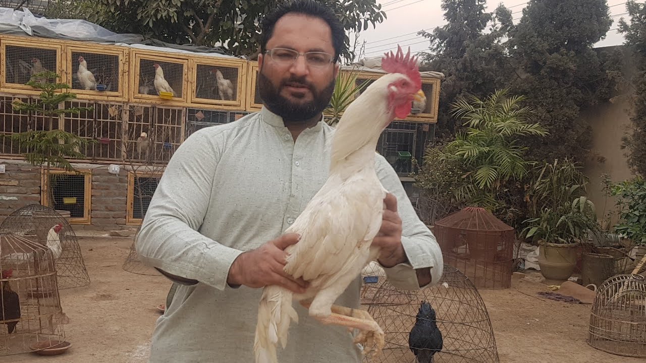 ✌Heera Hatching & Eggs Incubation @My Aseel Setup-2 + Heera Breeders Available|| My Mob 0314-9000032