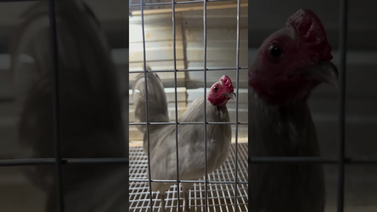 self blue line old English 