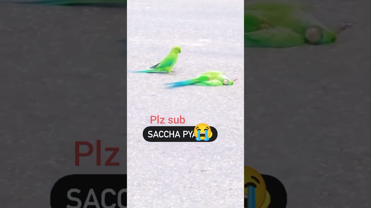parrot love story| birds sad moments|