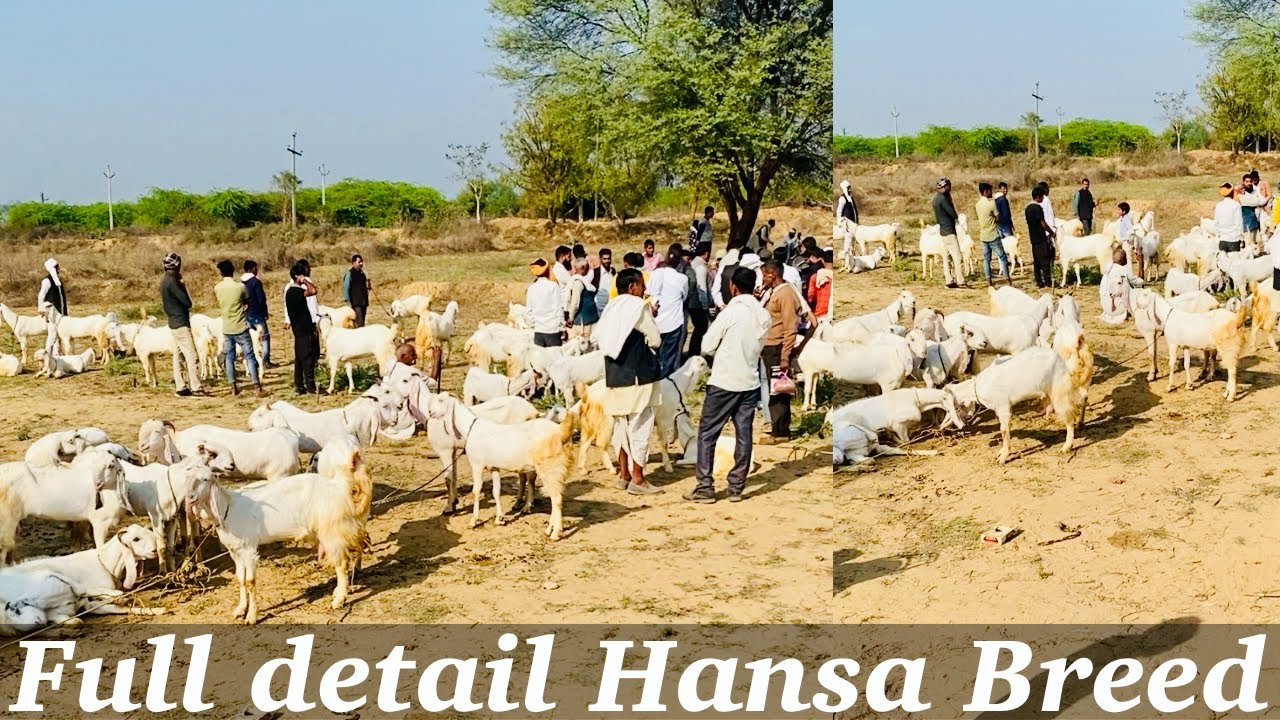 हँसा और जमनापरी बकरी में कैसे पहचाने full Information Hansa Breed Chambal