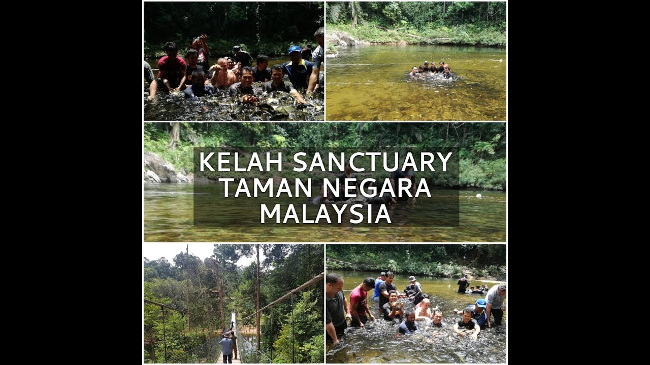 Kelah Sanctuary Tasik Kenyir Malaysia (Mahseer Fish)
