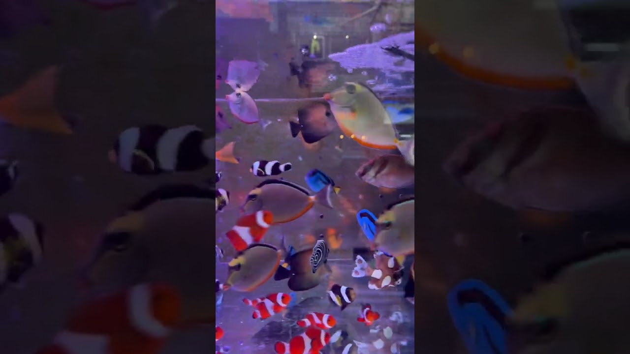 salt water fish